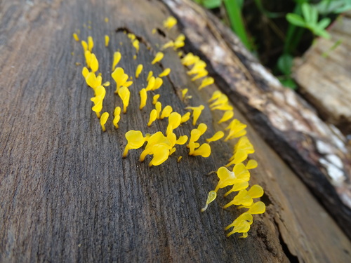 Fan-shaped Jelly Fungus