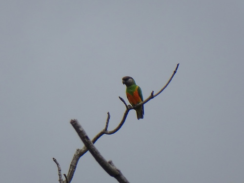 Senegal Parrot