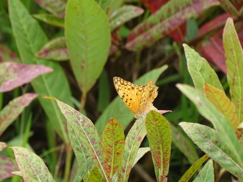 Common Leopard