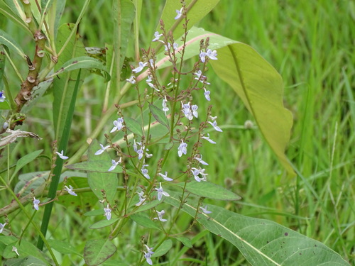 Aeollanthus pubescens