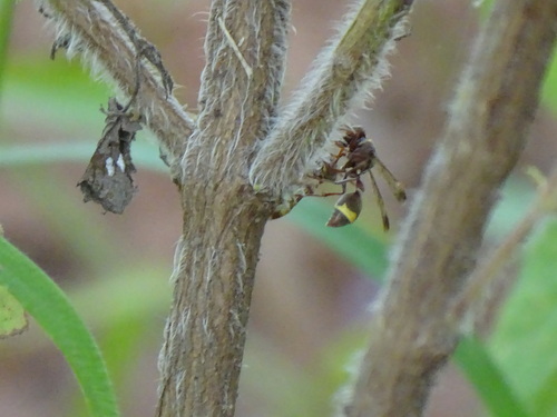 Ropalidia guttatipennis