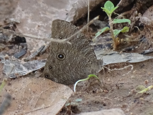 Common Evening Brown