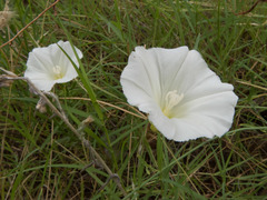 Calystegia longipes
