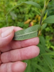 Helianthus schweinitzii