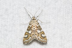 Elophila ekthlipsis