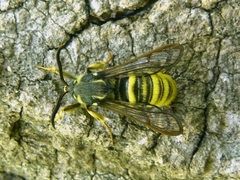 Sesia spartani