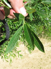 Salix candida