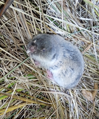Zaisan Mole Vole