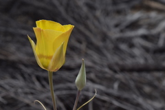 Calochortus concolor