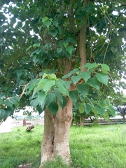 Gmelina arborea