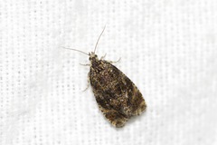 Olethreutes astrologana