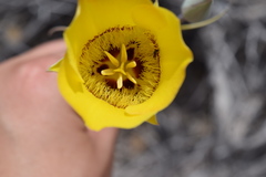 Calochortus concolor