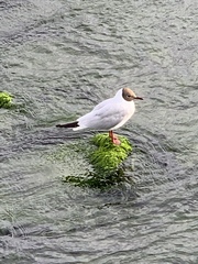 Chroicocephalus ridibundus