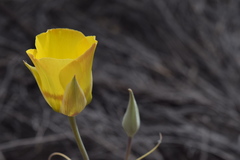 Calochortus concolor