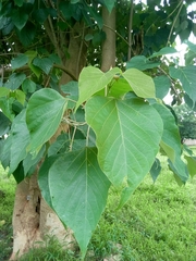 Gmelina arborea