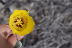 Calochortus concolor