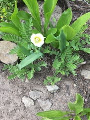 Calochortus subalpinus