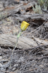 Calochortus concolor