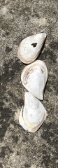 Dreissena bugensis image