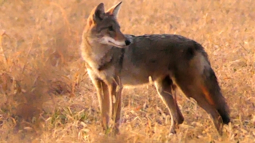 Coyote photographed in Arkansas