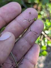 Talinum sonorae