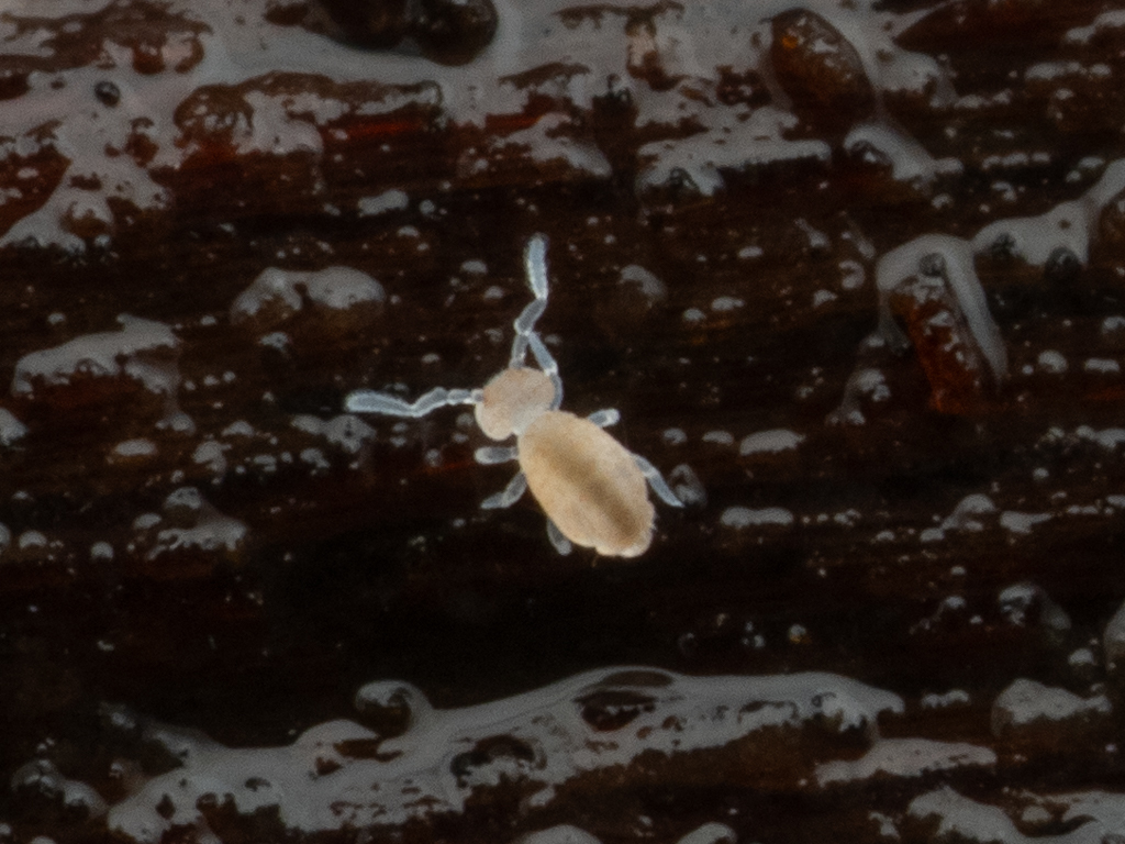 Arrhopalites diversus H.B.Mills, 1934