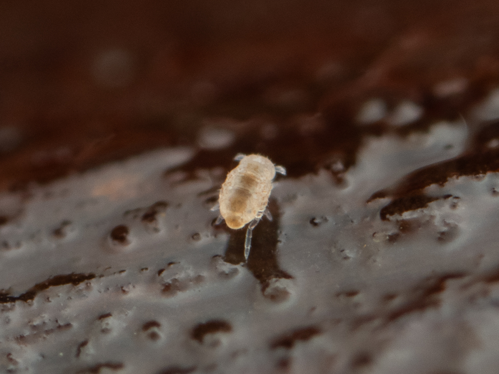Megalothorax minimus V.Willem, 1900