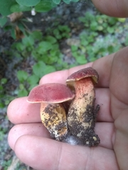 Hortiboletus coccyginus