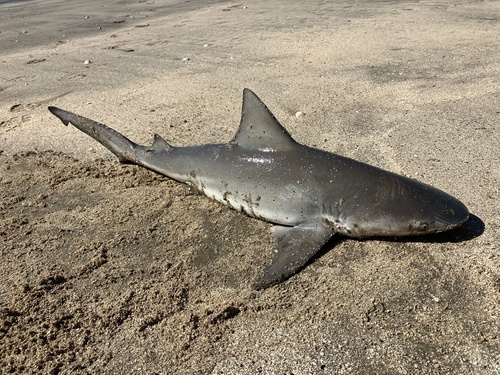 Bull Shark photographed in Louisiana
