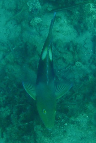 Choerodon cyanodus
