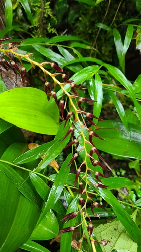 Stelis megachlamys, photograph 3