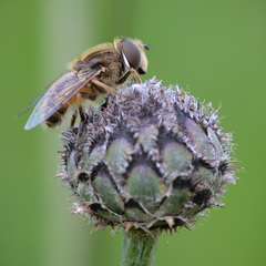 Eristalis abusiva