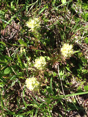 Castilleja parviflora albida