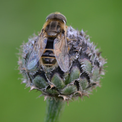 Eristalis abusiva