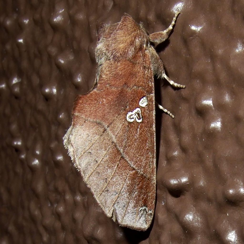 Hollow-spotted Prominent