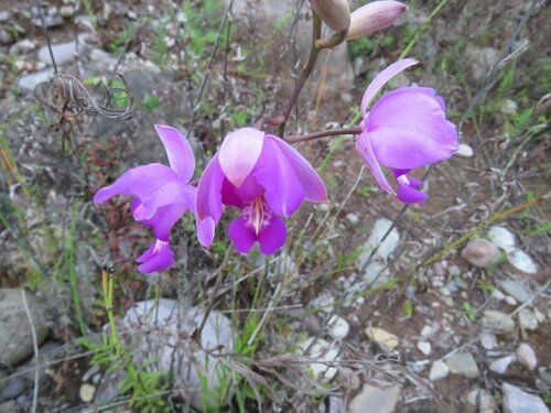 Bletia catenulata, photograph 6