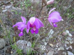 Bletia catenulata, photograph author not stated, no rights reserved