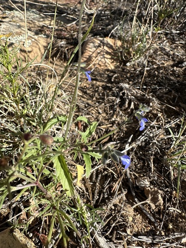 Image of Salvia subincisa by (c) Matt Berger, some rights reserved (CC BY)