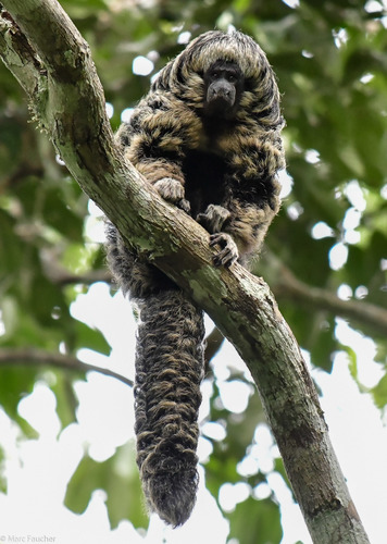 Gray's Bald-faced Saki