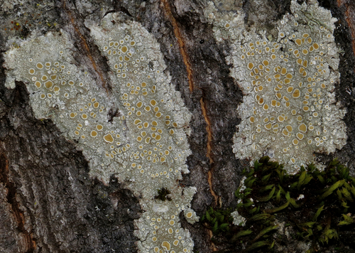 iNaturalist observation photo of Crabseye Lichens