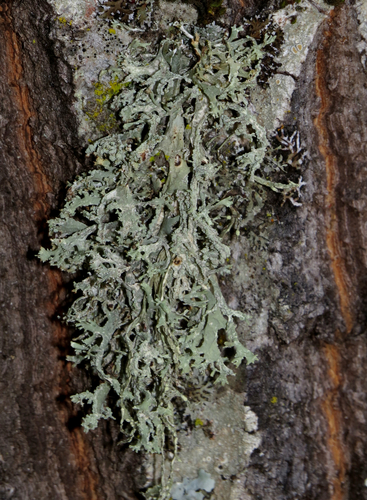 iNaturalist observation photo of Farinose Cartilage Lichen