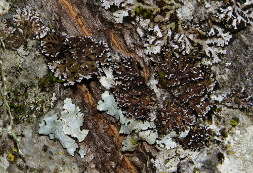 iNaturalist observation photo of Crescent Frost Lichen