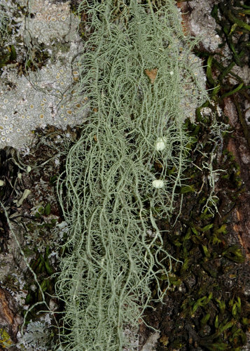 iNaturalist observation photo of Arizona Beard Lichen