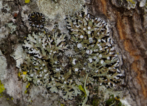 iNaturalist observation photo of Fancy Frost Lichen