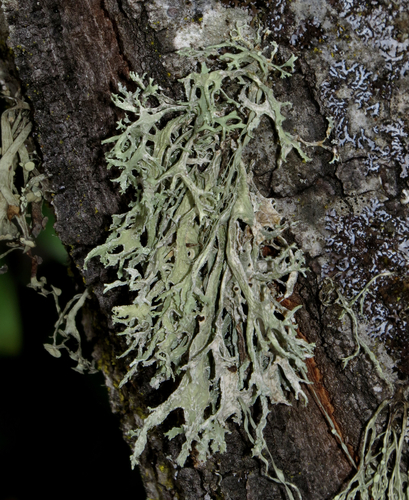 iNaturalist observation photo of Oakmoss