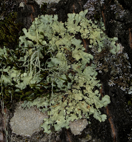 iNaturalist observation photo of Speckled Greenshield