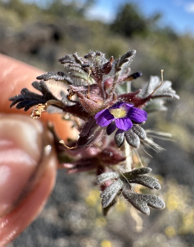 Image of Schistophragma intermedium by (c) Matt Berger, some rights reserved (CC BY)