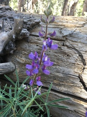 Lupinus hyacinthinus