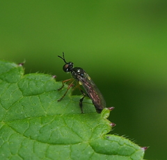 Dioctria lateralis