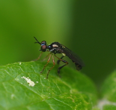 Dioctria lateralis
